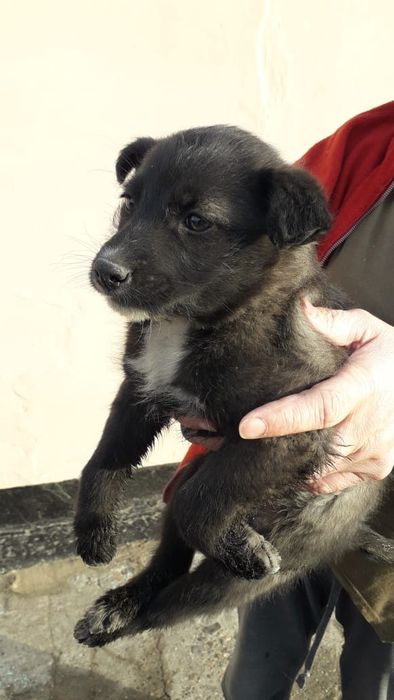 Отдам щенков бесплатно