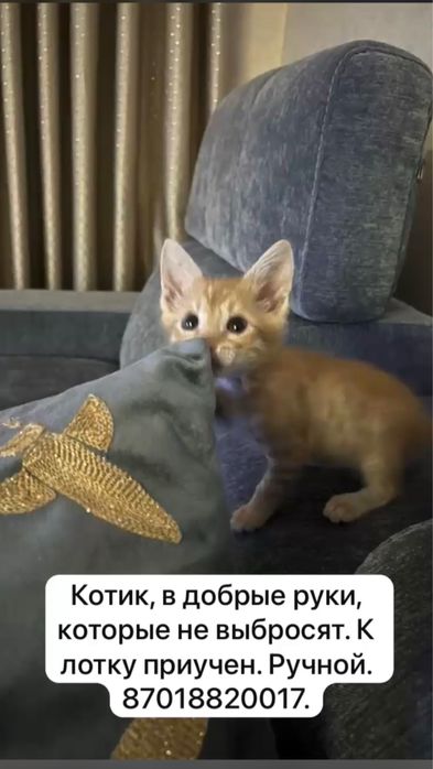 Котенок в добрые руки