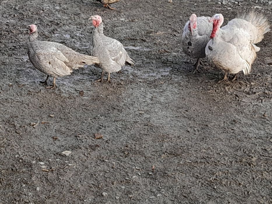 Vând 2 curcani și 2 curci de casă