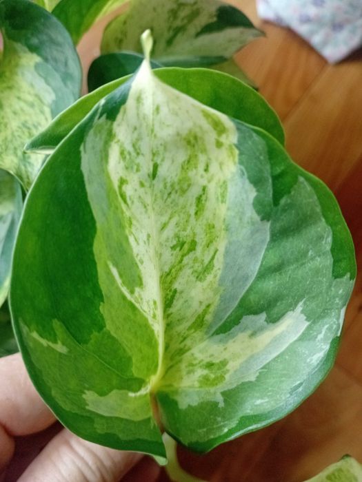 Продам эпипремнум Марбл Эппл