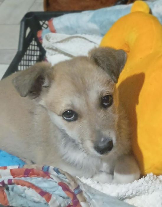 Щенки для Вашего дома