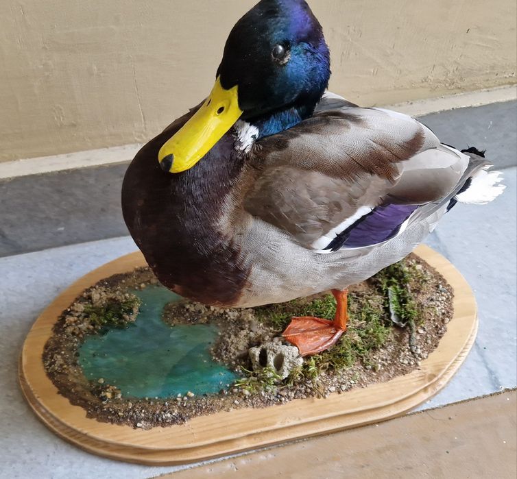 Препарирана зеленоглава патица