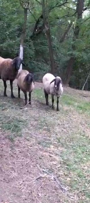 Oaie metis Carabaș prima fătare 2 ani in August!