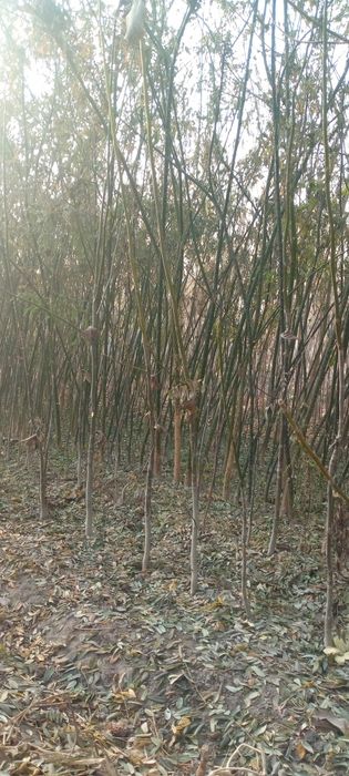 Dekaratip kuchatlar bor 5000