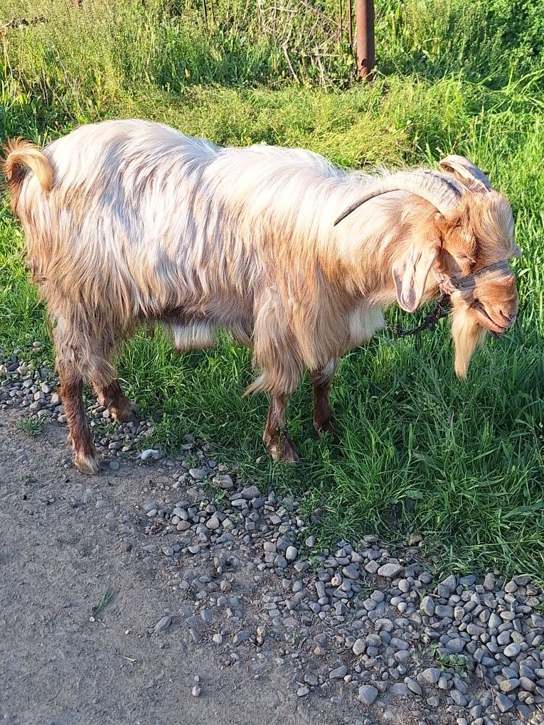 Tap de vanzare Botosani