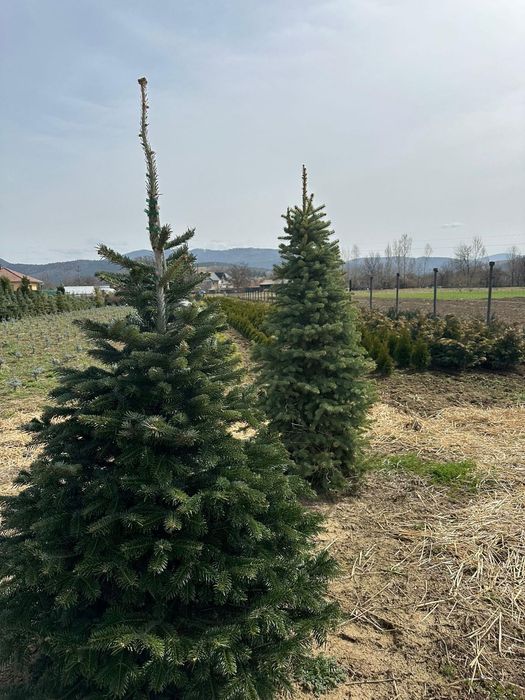 Alege brazi ornamentali pentru un peisaj elegant