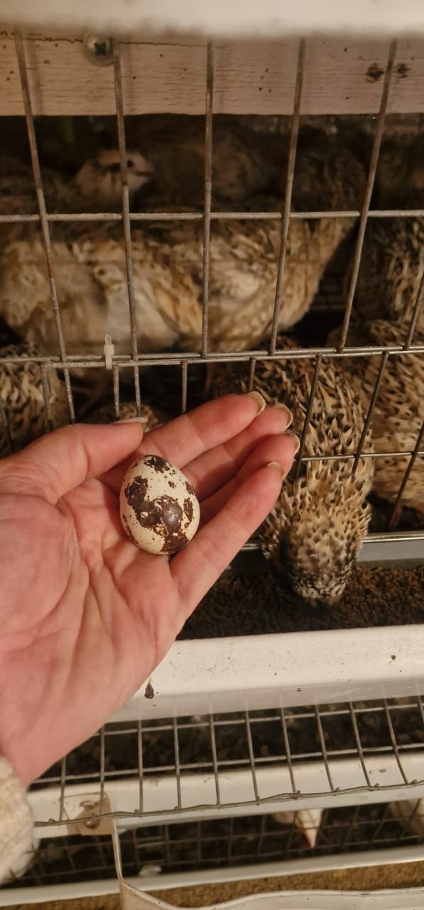 Продам перепелиные яица