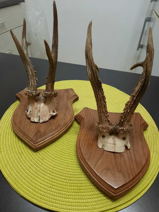 Ornament coarne caprior, decorațiuni