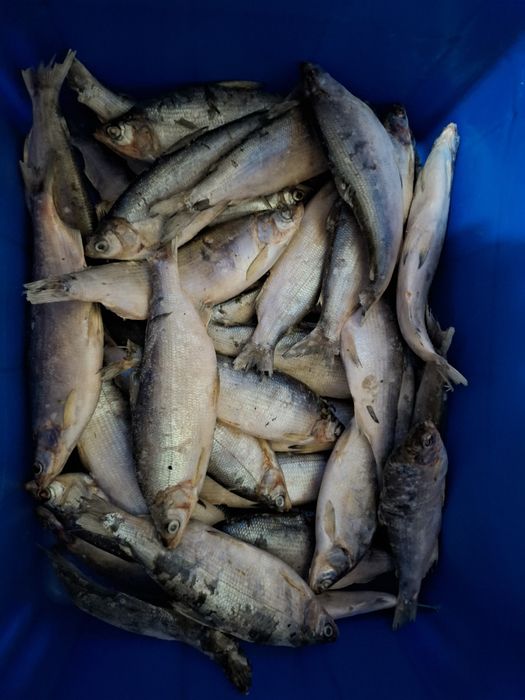 Продам пелядь свежомороженая