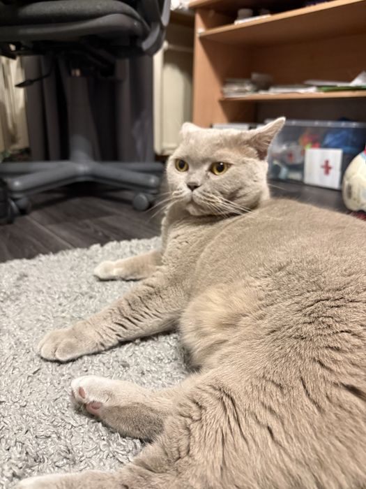 Отдам кота в добрые любящие руки