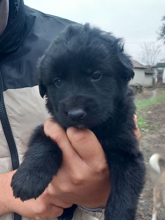 Donez catelusi talie mijlocie