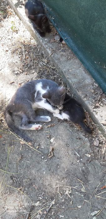 Pentru adoptie 2 pisoi -un motanel si o pisicuta