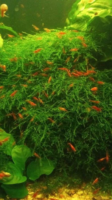 Явански мъх и скариди ред чери за аквариум