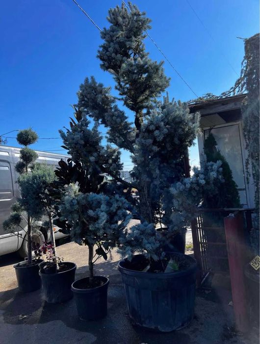 Plante decorative pentru grădini, curți și spații publice