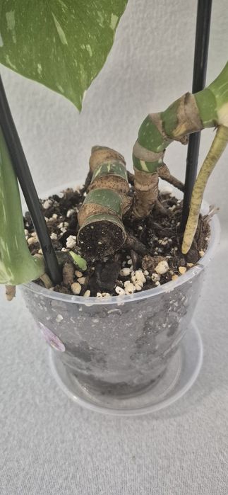 Monstera Thai Constallation, plante apartament