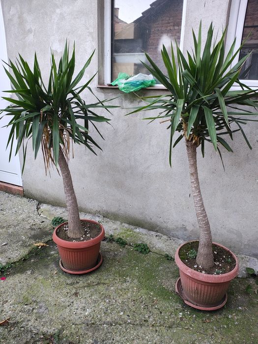 Два броя палми със саксии