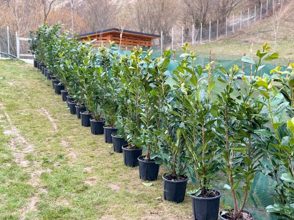 Cupressus Leylandii,  gard viu vede si iarna, tuia, sempervirens, tei