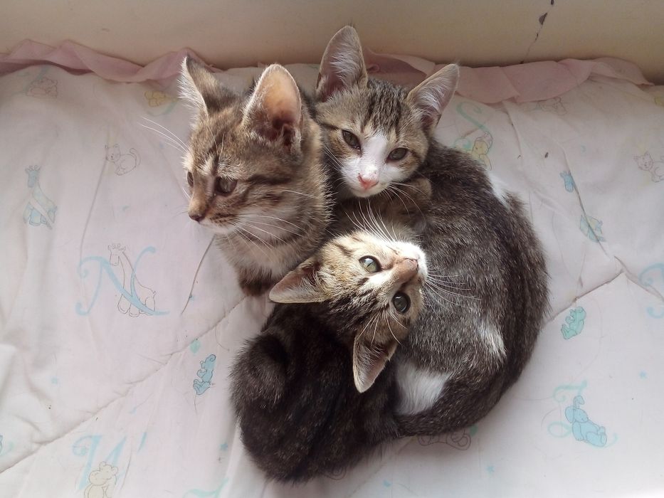 Подарявам  4 малки котенца Бургас