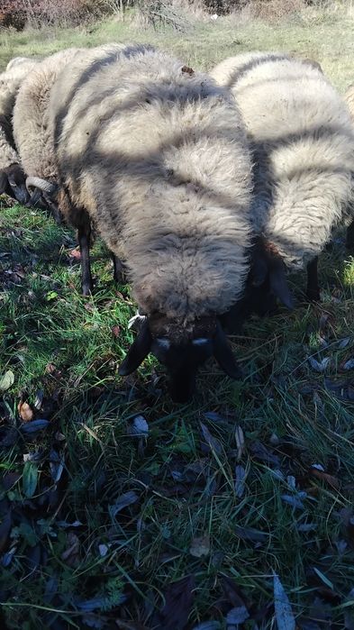 Miele carabase de vanzare