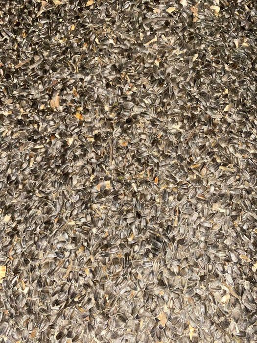 floarea soarelui de vanzare