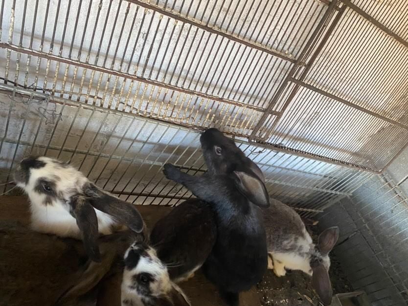 Vând iepurași de doar 2 luni