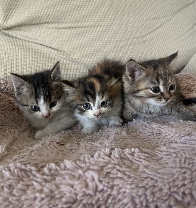 Отдам милейших котят