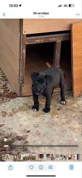 Отдам в очень добрые руки