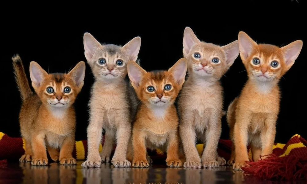 Абиссинские и чаузи котята