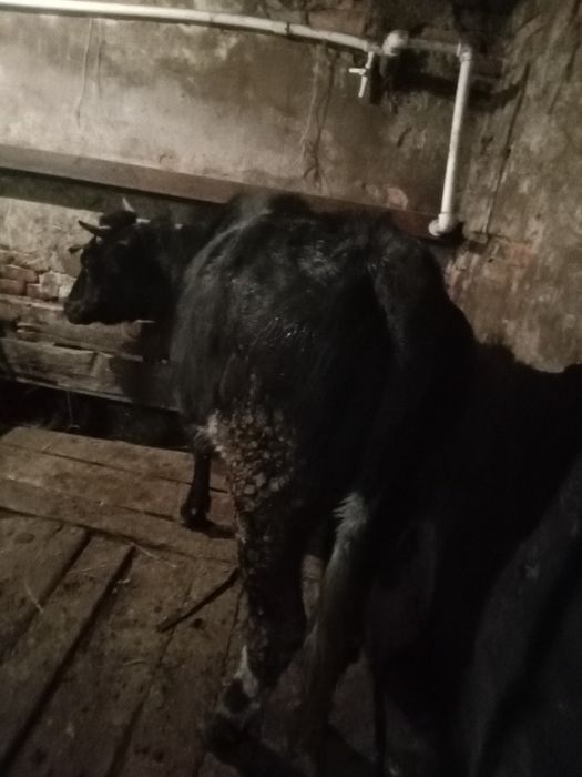 Продается мясо молочная телочка