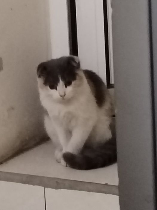 Scottish Fold sotiladi 1.250 ming paroda toza