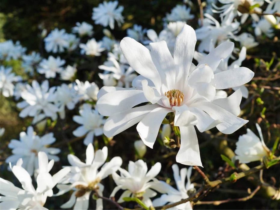 Magnolia stelata