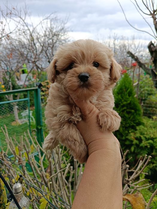 Малтипу(бебета)Малтипу