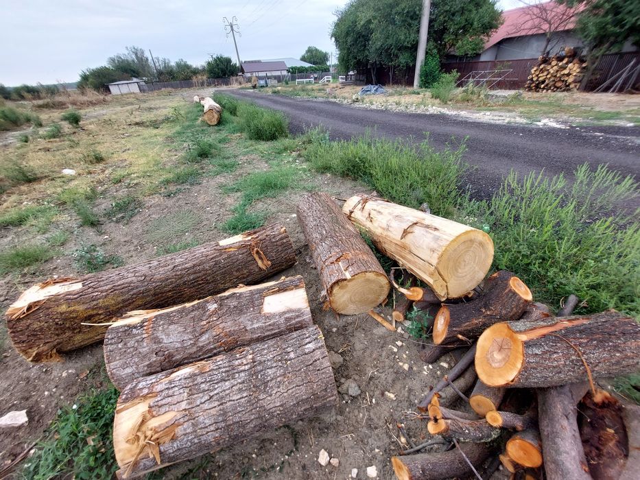 Vind lemne amestecate plop și corcodușe