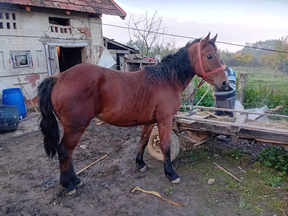 Vând mânză de doi ani