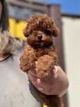 Pudel toy cu pedigree