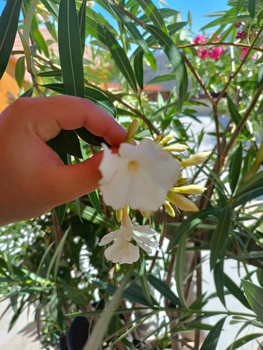 Oleandri mari 1.50–1.80 m — roz / crem / alb / grena / roșu