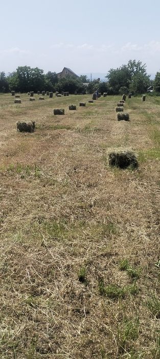 De vînzare baloți de lucernă 180 de baloți disponibili