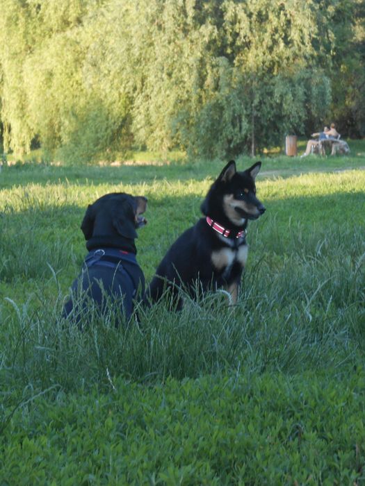 Cazare hotel caini petsitter pt catelul tău oricand & craciun/revelion