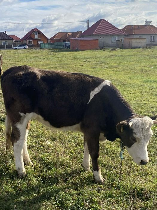 Vând 2 juninci baltate