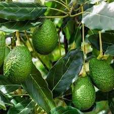 Саженцы авокадо 2х, 3х летние