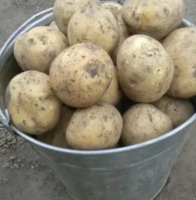 Картофель домашний