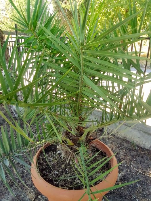 Големи Финикови палми