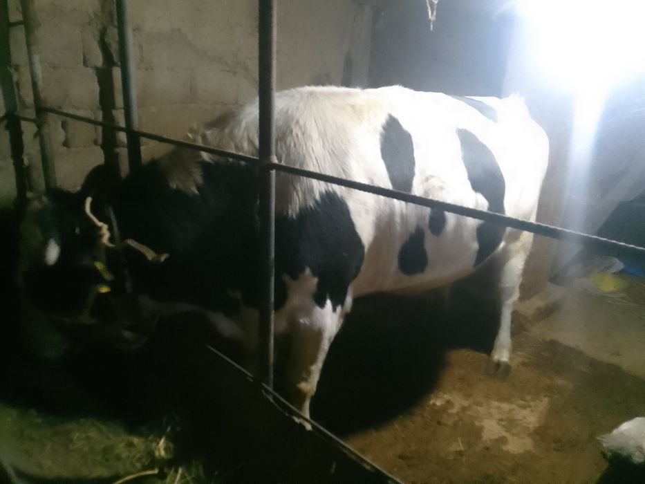 Kota galsh buqa tan joni sog hora mol