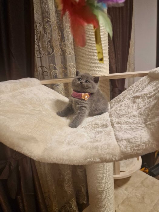 Fetiță british superbă