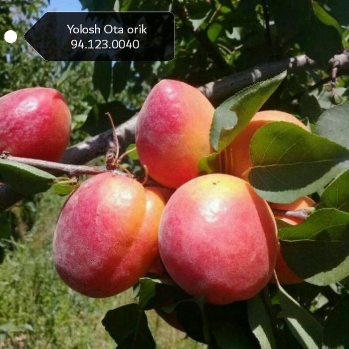 Урик  ранней. Кур содик. Гулинги.