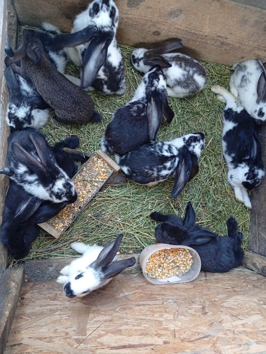 Iepuri de vânzare preț negociabil rasă fluture