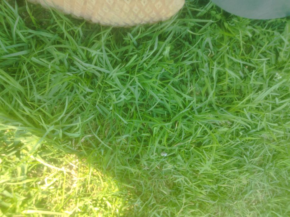 Tabiiy chim va ajriq