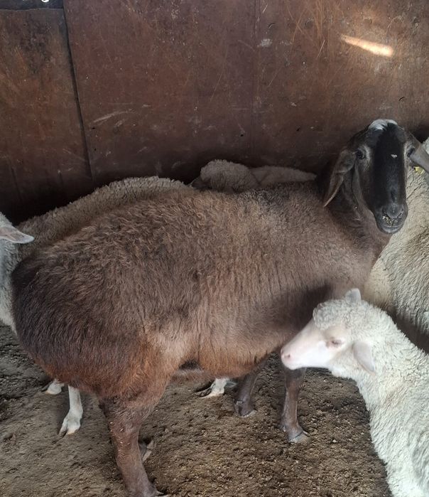 Продам матку жирную