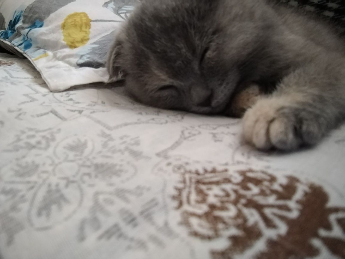 Mushuk zotdor scottish fold