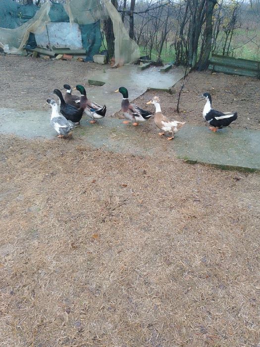 Rate românești de vânzare